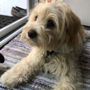 Meet your Posher, Ada